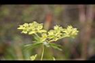 大甲草-花23.jpg