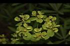 大甲草-花26.JPG