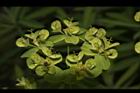 大甲草-花27.JPG