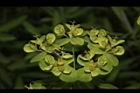 大甲草-花29.JPG