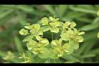 大甲草-花32.JPG