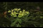 大甲草-花37.JPG