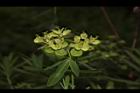 大甲草-花38.JPG