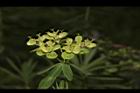 大甲草-花39.JPG