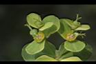 大甲草-花40.JPG