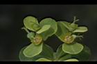 大甲草-花41.JPG