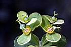 大甲草-花42.jpg