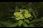 大甲草-花46.JPG
