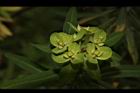 大甲草-花47.JPG