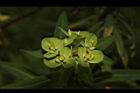大甲草-花48.JPG