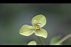 大甲草-花60.jpg