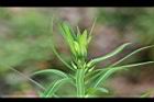 大甲草-花苞01.jpg