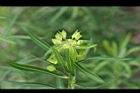 大甲草-花苞02.jpg