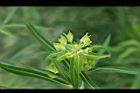 大甲草-花苞03.jpg