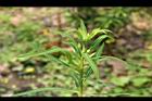 大甲草-花苞05.jpg