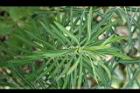大甲草-葉02.jpg