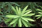 大甲草-葉序01.JPG