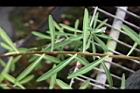 大甲草-葉序06.jpg