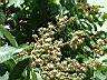 大花紫薇-實6.JPG