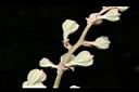 大花紫薇-幼實02.JPG