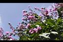 大花紫薇-花01.JPG