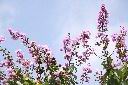 大花紫薇-花05.JPG