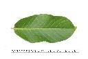 大花紫薇-葉正00.JPG