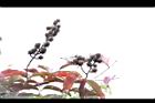 大花紫薇-實31.JPG
