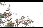 大花紫薇-實32.JPG
