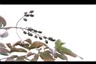 大花紫薇-實33.JPG