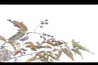 大花紫薇-實35.JPG