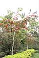 大花紫薇-紅葉00.JPG