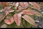 大花紫薇-紅葉10.JPG