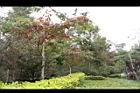 大花紫薇-紅葉20.JPG