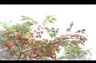 大花紫薇-紅葉23.JPG