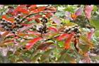 大花紫薇-紅葉24.JPG