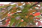 大花紫薇-紅葉25.JPG