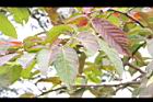 大花紫薇-紅葉26.JPG