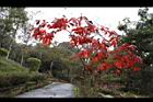 大花紫薇-紅葉29.JPG
