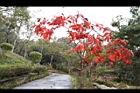 大花紫薇-紅葉30.JPG