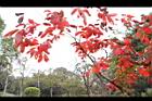 大花紫薇-紅葉40.JPG