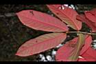 大花紫薇-紅葉41.JPG