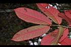 大花紫薇-紅葉42.JPG