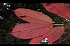 大花紫薇-紅葉43.JPG