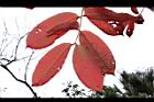 大花紫薇-紅葉45.JPG