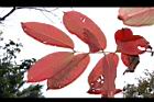 大花紫薇-紅葉46.JPG