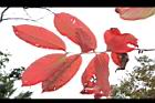 大花紫薇-紅葉47.JPG
