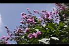 大花紫薇-花00.JPG