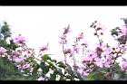 大花紫薇-花10.JPG