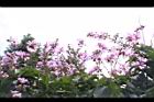 大花紫薇-花11.JPG